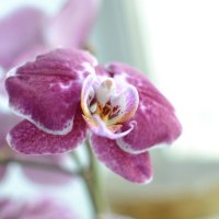 Орхидея Фаленопсис (Phalaenopsis) :: Martes Kendo