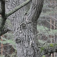 у деревьев, то же есть лица :: Оксана Ашихмина