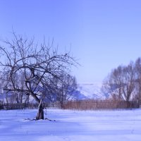 Зимняя яблоня. :: Валентина Коннова