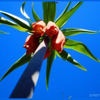 FRITILLARIA IMPERIALIS :: SERGEI ANGEL