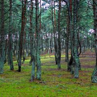 Танцующий лес. :: Юрий Шувалов