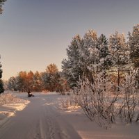 Прогулка по зимнему лесу :: Наталья Гжельская