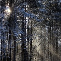 Зимний лес :: Ольга Русецкая