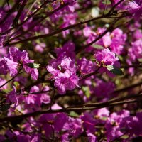 Цветы весны 4 :: Виталий Латышонок