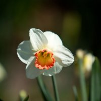 Цветы весны 3 :: Виталий Латышонок