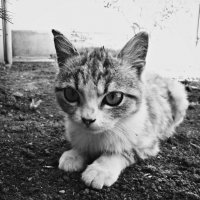 Кошка :: Настя Емельянцева