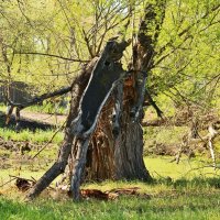 Там чудеса: там леший бродит... :: Наталья Щербакова