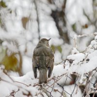 холодно голодно :: petyxov петухов