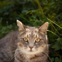 Кот Кузя :: Наталья Вендт Фотограф&Дизайнер