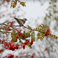 Осенняя картинка :: Ната Волга