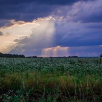 Вечерние лучи солнца :: Наталия 