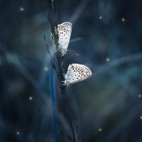 Бабочки :: Veyla Vulpes