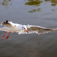 НА БРЕЮЩЕМ ....-- !!!!  Ч А Й К А ...НАД ОЗЕРОМ ---  !!!!! :: Серёжа Стрельников