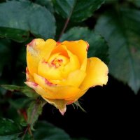Почти жёлтая роза :: Светлана Лысенко
