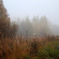 утро в тумане :: Виктор Калабухов