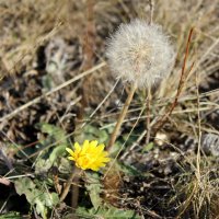 Осенний одуванчик. :: Светлана Калинина