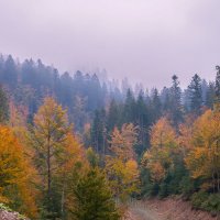 Закарпатье осеннее :: Сергей Форос