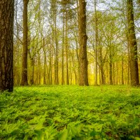Весенний лес :: Sergei Mazaev