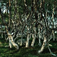 Полярные березки Polar birch trees :: Юрий Воронов