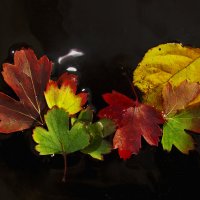 Осенний калейдоскоп.. :: Удивительное Рядом