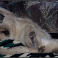 Эротические сны кота Лёвы-из серии Кошки очарование мое! :: Shmual & Vika Retro