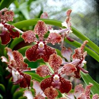 Орхидеи Шри-Ланки :: Tatiana Belyatskaya