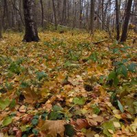 Второй Золотой Осени не будет :: Андрей Лукьянов