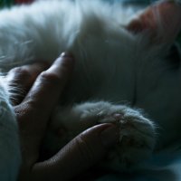 Мой кот :: Алёна Нетесова