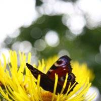 Butterfly :: Виктория Писаренко