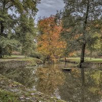 деревце над водой :: Olena 