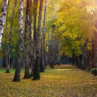 Осень. Краснодар. Солнечный парк. Вечерняя прогулка после дождя.25.10.15 :: Таня Харитонова