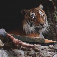 тигрица по кличке Гроза в Ялтинском зоопарке :: elena manas