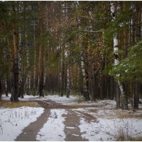 Лесными тропами. :: Оксана Евкодимова
