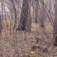 На ковре из желтых листьев :: Валюша Черкасова