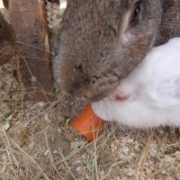 моя морковь для кроликов в лесу :: Маша Лисичьева 