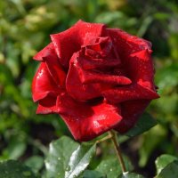 Розы в нашем саду (этюд 6) :: Константин Жирнов