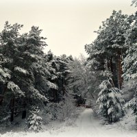 Осенний снег :: ВладиМер 