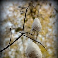 Осенние "люстры" под снегом :: Асылбек Айманов