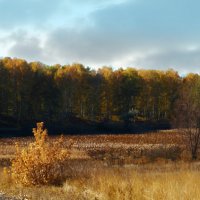 березовая  роща :: георгий петькун