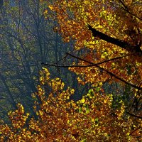 осенние листья шумяти шумят в саду... :: Александр Корчемный