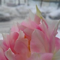 Тюльпан зимой :: Юлия 