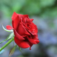 красная роза :: Жанна 