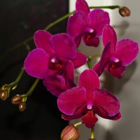 орхидея :: Александр 