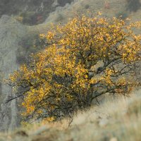 Осеннее дерево на склоне Кара-Дага :: Антон Фатыхов 