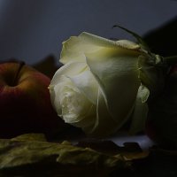 Белая роза :: Валерий Лазарев