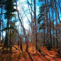 В лесу :: Надежда Мальцева/Хабарова