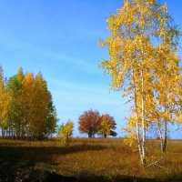 Золотое на голубом. :: Елена Данилычева