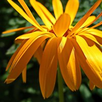 Солнечный цветок. :: Любовь Чунарёва