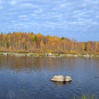 С берёз неслышен,невесом слетает жёлтый лист... :: Ольга 