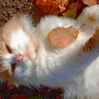 Осень  красит  и  кота! :: Валера39 Василевский.